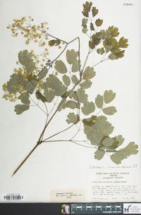 Thalictrum coriaceum image