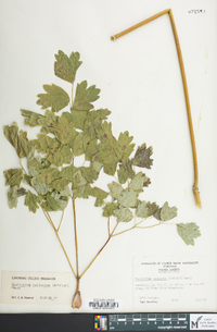 Thalictrum coriaceum image