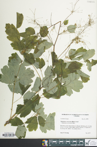 Thalictrum coriaceum image