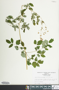 Thalictrum coriaceum image
