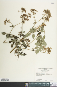 Thalictrum pubescens image