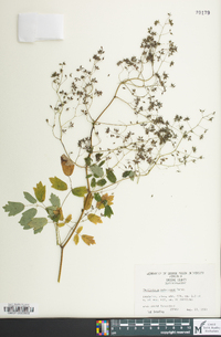 Thalictrum pubescens image