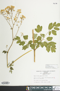 Thalictrum pubescens image