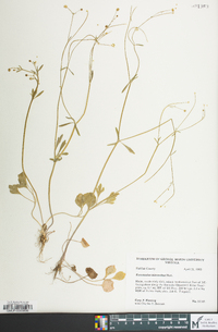 Ranunculus micranthus image