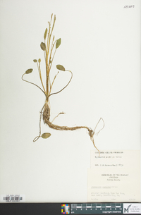 Ranunculus pusillus image