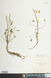 Ranunculus pusillus image