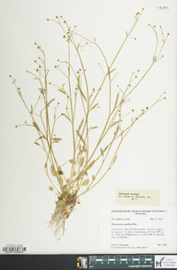 Ranunculus pusillus image