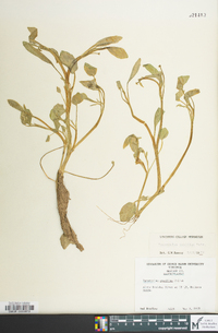 Ranunculus pusillus image