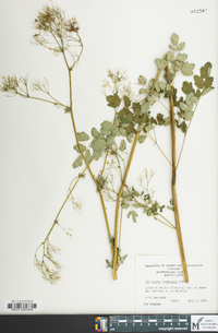 Thalictrum pubescens image