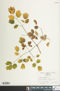 Thalictrum pubescens image