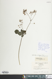 Thalictrum pubescens image