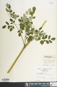 Thalictrum pubescens image