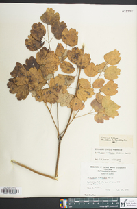 Thalictrum pubescens image