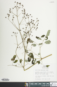 Thalictrum pubescens image