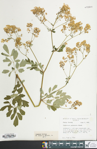 Thalictrum pubescens image