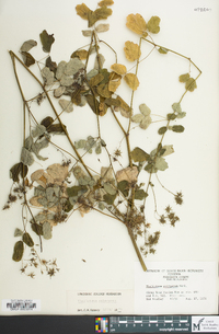 Thalictrum pubescens image