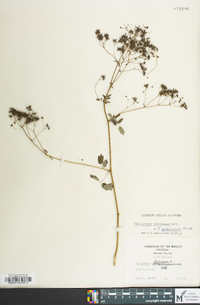 Thalictrum pubescens image