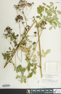 Thalictrum pubescens image