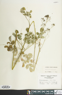 Thalictrum pubescens image