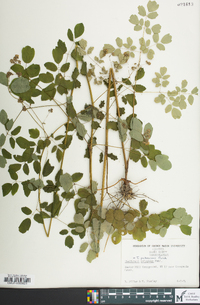 Thalictrum pubescens image