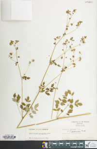 Thalictrum pubescens image