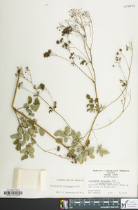 Thalictrum pubescens image