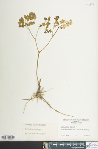 Thalictrum dioicum image