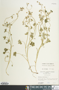 Ranunculus parviflorus image