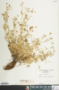 Ranunculus parviflorus image