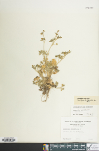 Ranunculus parviflorus image