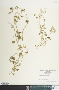 Ranunculus parviflorus image