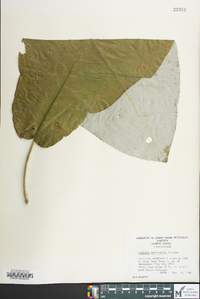 Magnolia macrophylla image