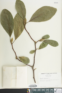 Magnolia sieboldii image