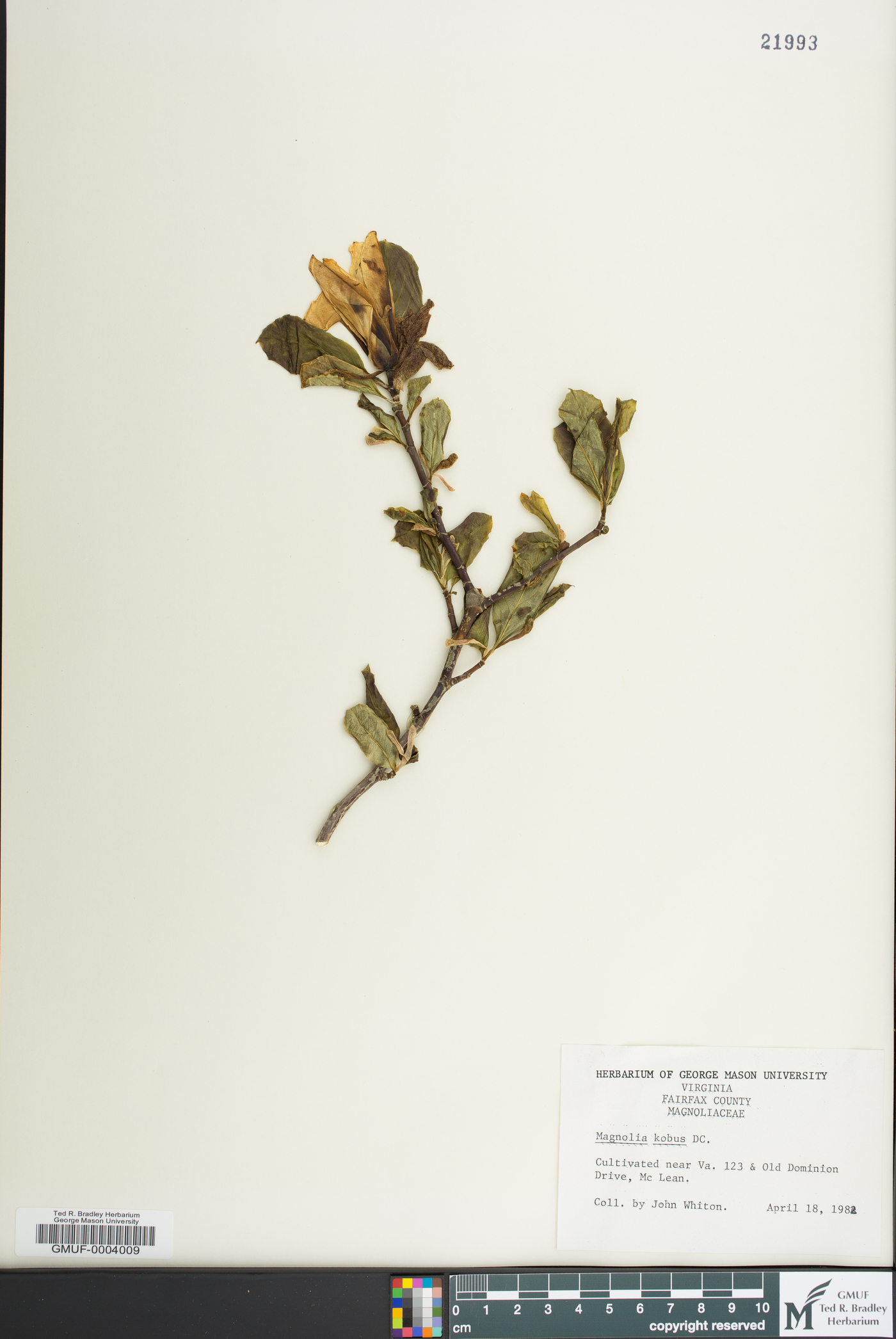 Magnolia kobus image