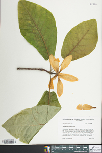 Magnolia fraseri image