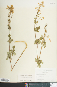 Thalictrum amphibolum image