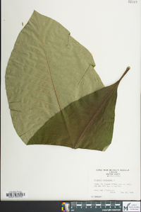 Magnolia tripetala image