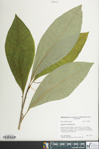 Magnolia tripetala image