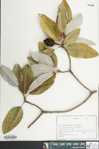 Magnolia virginiana image