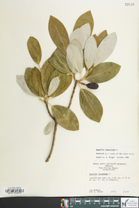 Magnolia virginiana image