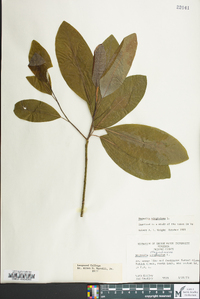 Magnolia virginiana image