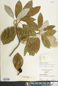 Magnolia virginiana image