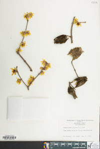 Chimonanthus praecox image