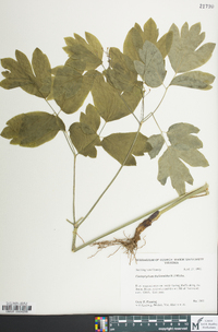 Caulophyllum thalictroides image