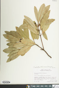 Persea palustris image
