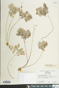 Dicentra cucullaria image