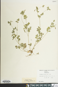 Corydalis flavula image