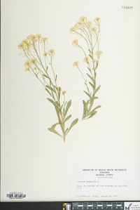 Aurinia saxatilis image