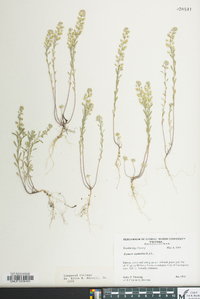 Alyssum alyssoides image