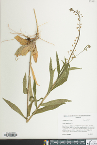 Borodinia canadensis image